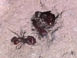 HA Lots of Red Ants rapidly crawling in and out of a hole in the dirt / Sonoran Desert, Arizona, United States Stock Footage