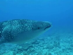 Snorkeling with whale sharks on the Maldives Stock Footage
