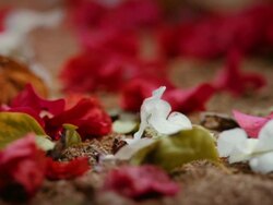 Nature background. Selective focus Stock Footage