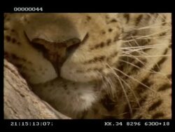 Leopard, Panthera pardus, BCU mouth and nose, Botswana Stock Footage