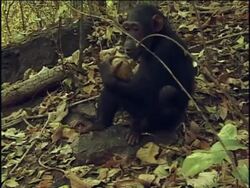 MS, Chimpanzee (Pan troglodytes) trying to crack fruit, Gombe Stream National Park, Tanzania Stock Footage