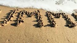 Summer - word written in sand Stock Footage