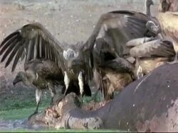 group of White-backed Vultures (Gyps africanus) on top of hippo carcass lying in water, eating carcass/fighting, Mana Pools, Zimbabwe Stock Footage