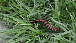 dragon millipede Stock Footage