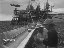 1953: HAWAII: AGRICULTURE: LA WS Pineapple field w/ truck moving BG, WS Mechanical harvesting combine machine w/ boom arm extension over field, men picking fruit, placing on conveyor FG. VS Pineapples moving on conveyor & harvesters picking. Instructional Video