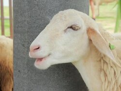The sheep enjoy chewing Stock Footage