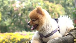 Slow-motion, pomeranian dog cute pets smiley in garden Stock Footage