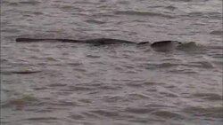 A piece of wood floats in rippling water. Stock Footage