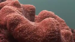 The fine orange filaments of a coral wave in the currents of the Mekong River. Stock Footage