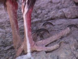 ZO White bodily fluid dripping down turkey vulture's leg / Sonoran Desert, Arizona, United States Stock Footage