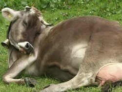 MS Cow sleeping on grass  at schlappold alm / Oberstdorf, Bavaria, Germany  Stock Footage