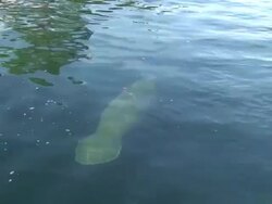 Manatee at the surface Stock Footage