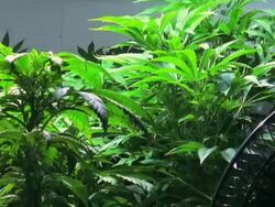 Marijuana Stock Footage