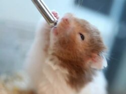 Hamster Drinks some Water Stock Footage