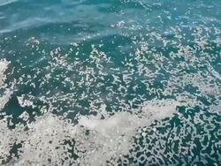 Sea pollution Stock Footage