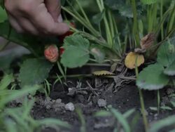 strawberry harvest Stock Footage