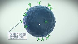 A Look at How CAR-T Cell Therapy Works News Clip