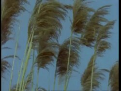 CU Low angle, stalks of Pampas grass swaying in breeze, USA Stock Footage