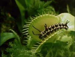 Caterpillar captured by Venus Fly Trap, UK Stock Footage