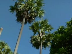 TD WS Palace Chapel at the Royal Palace Museum / Luang Prabang, Laos Stock Footage