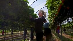 Female farm workers pick strawberries from raised beds in modern farming poly tunnel. Stock Footage
