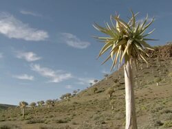 WS View of Quiver tree forest scattered across mountain slope with white clouds moving across blue skyline / Namaqualand, Northern Cape, South Africa Stock Footage