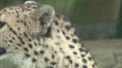 A cheetah looks around. Stock Footage