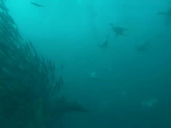 Cape gannet, Sardine Run, many birds chasing fish along with dolphins, South Africa  Stock Footage