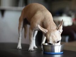 Chihuahua eating dry dog food Stock Footage