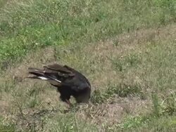 Caracara Stealing Turtle Eggs Stock Footage