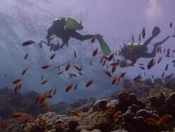 Scuba Divers Stock Footage