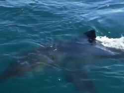 White shark, South Africa  Stock Footage