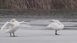 Swan's gymnastics Stock Footage