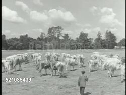MOT 1946: CZECHOSLOVAKIA: AGRICULTURE: VS Two women herding geese, Cross of Lorraine (double bar cross) on top of bell tower. LIVESTOCK: VS Cattle walking open field, small herd into stream w/ bridge BG. VS People harvesting grain w/ cradle scythe Instructional Video