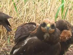 Curious Marsh Harrier Looking into Camera Stock Footage