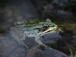 Frog Stock Footage