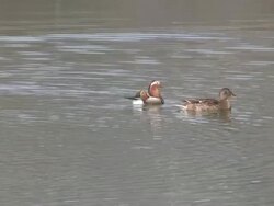 HD: ducks on the sea Stock Footage