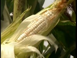 CU Ripening corn cob on stalk Stock Footage