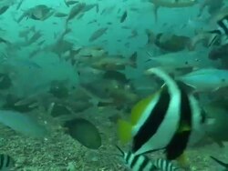 Medium Long Shot pan-right - Sharks swim with fish above the ocean floor. Stock Footage