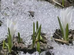 snow melting, crocuses opening Stock Footage