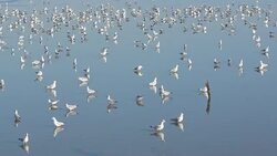 many migrated birds on mangrove forest Stock Footage