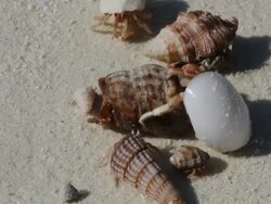 Hermit Crabs on a beach Stock Footage