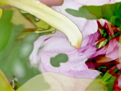 PEONIES : close-up, vibrant color, spin (LOOP) Stock Footage