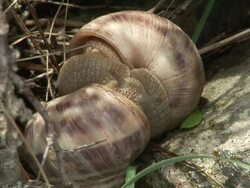 HD: Snails mating Stock Footage