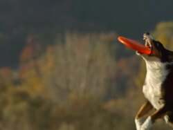 HD Super Slow-Mo: Dog Catching A Disk Stock Footage