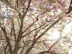 Spring is in the air Stock Footage
