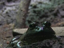 Staring frog - HD 1080/30F Stock Footage