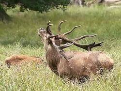 MS Shot of Red Deer (cervus elaphus) roaring during rutting season / Scandinavia, Sweden Stock Footage
