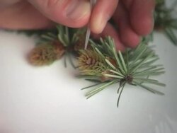 CU, Person injecting coniferous plant, close-up of hand Stock Footage