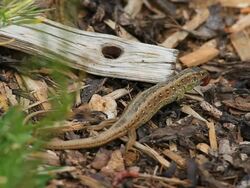 HD Snake-eyed Lizard eating earthworm Stock Footage